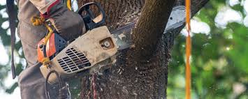 Best Tree Health Inspection  in Berlin, WI