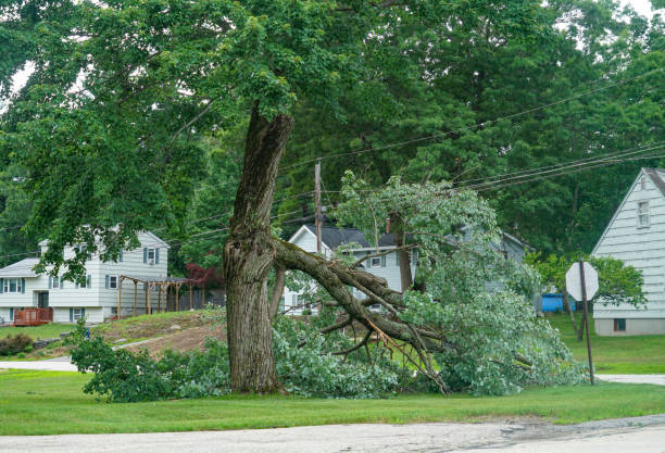 How Our Tree Care Process Works  in Berlin, WI