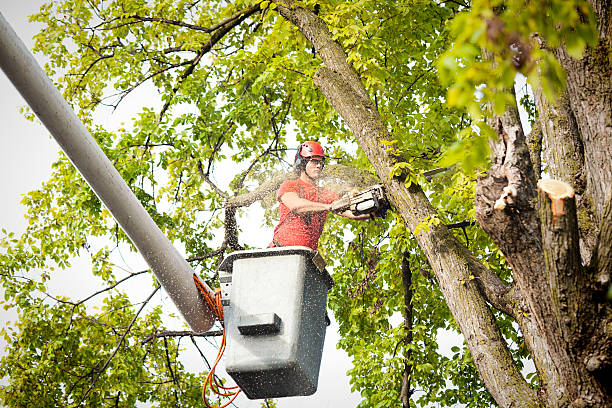 Best Seasonal Cleanup (Spring/Fall)  in Berlin, WI